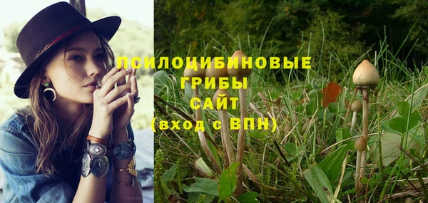 шишки Бикин